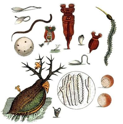 與上帝平起平坐的微生物 生物起源于它，人類未來依靠它