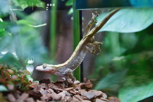 寧波市中心空降熱帶雨林 5000份水母、6000株植物與遠古生物共舞