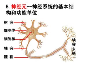 通過神經系統的調節